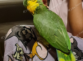 Tame Male Yellow Naped Amazon