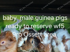 Male guinea pigs ready to go