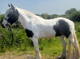 14.3/15hh riding cob