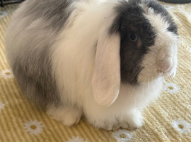 2 bonded rabbits