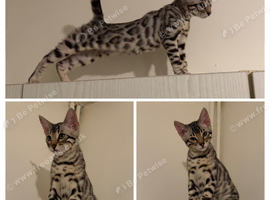 BENGAL KITTENS (TICA REG)