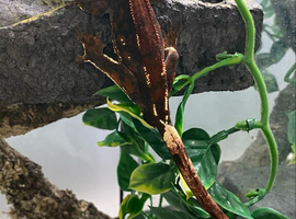 Cappucino adult Male crested gecko
