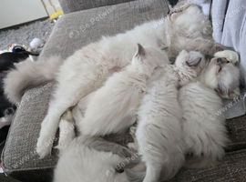 2 gorgeous ragdoll kittens