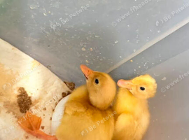 Runner Duckling & Runner Duckling x Week old