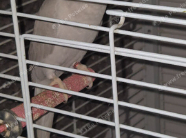 Gray ringneck for sale