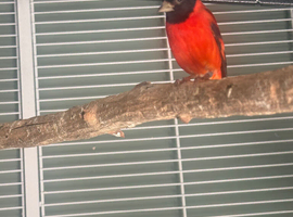 Red Siskin