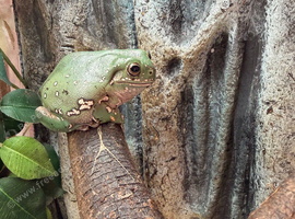 white Tree Frog with vivarium