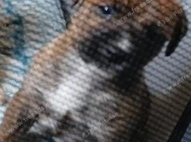 Staffy cross puppy
