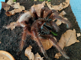 Theraphosa Apophysis Tarantula