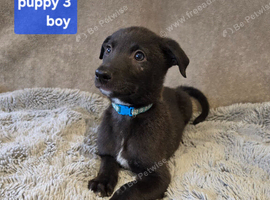 Working Lurcher Puppies ready now