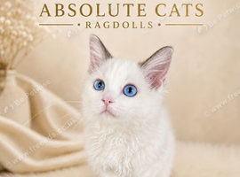 LAST GIRL AVAILABLE! TICA registered Ragdolls