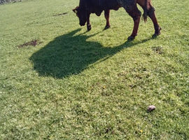 Pedigree Lincoln red cow