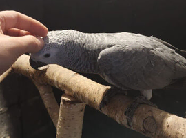 Baby African grey