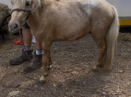 Palomino blanket spot mini colt ride and drive