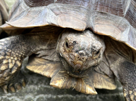 Sulcata