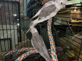 Pied cockatiels