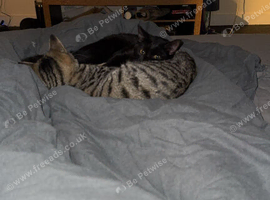 2 brother kittens