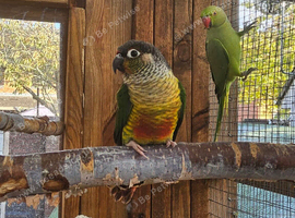 Green check semi tammed breeding pair