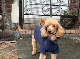 Beautiful Red Toy Poodle Male Available