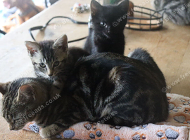 3 Stunning little kittens looking for their forever homes