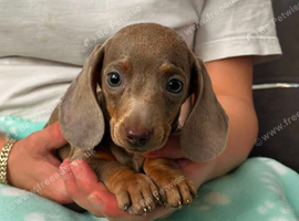 Miniature dachshund