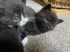 Nebelung cross kittens, very very tame and friendly.