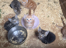 5 beautiful kittens 1 rare ginger female