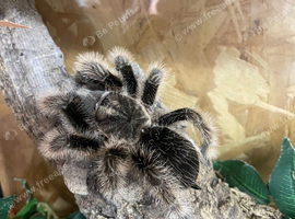Curly hair female and set up