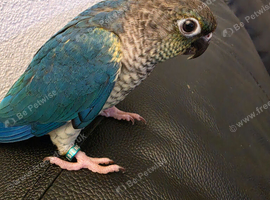 2 Handreared Tame 320 ono