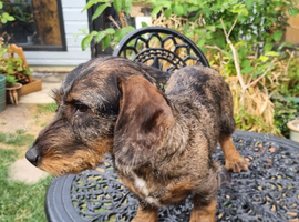 Teckel Dachshund Boy
