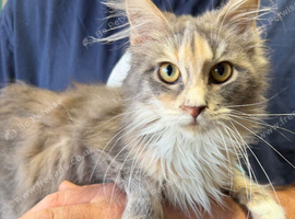 Maine Coon Girl