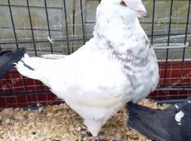 King pigeon for sale
