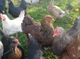 11 hens 1 cockerel