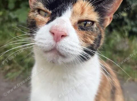 Missing cat in paradwys / anglesey