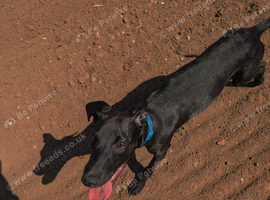 Whippet X lab
