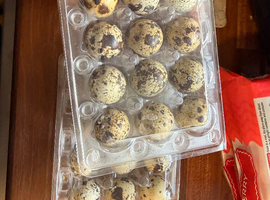 Quail eggs