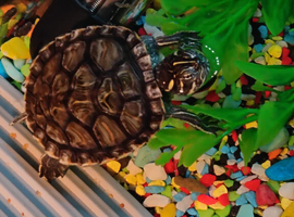 2 terrapins with full setup