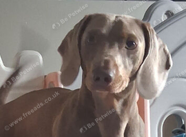 Dashchund male 2years