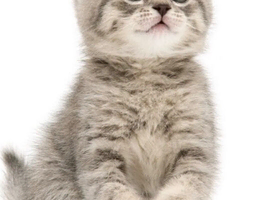 Grey tabby British Shorthair kitten.