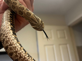 Female Western Hognose
