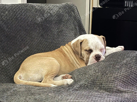 With a very heavy heart, need a home for my boy Kai