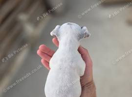 Jack Russell pups