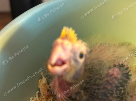Baby cocktail