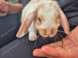 1 girl and 1 boy mini lop babies
