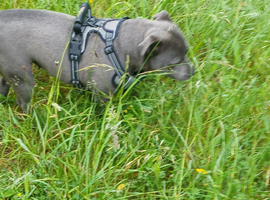 Staffie blue