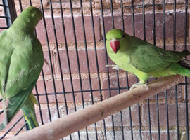 Parrots for sale