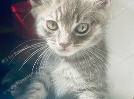 Beautiful Bengal/khao manee