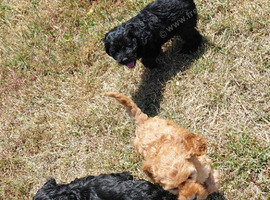 Fluffy Cockapoo X Cavapoo puppies