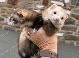 X2 ferrets well handled