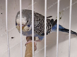 Colour Budgies